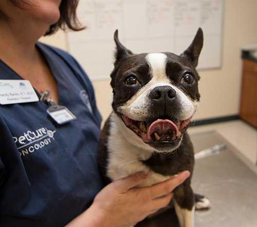 Gucci, one of 4,000+ pet heroes treated at a PetCure Oncology cancer care center