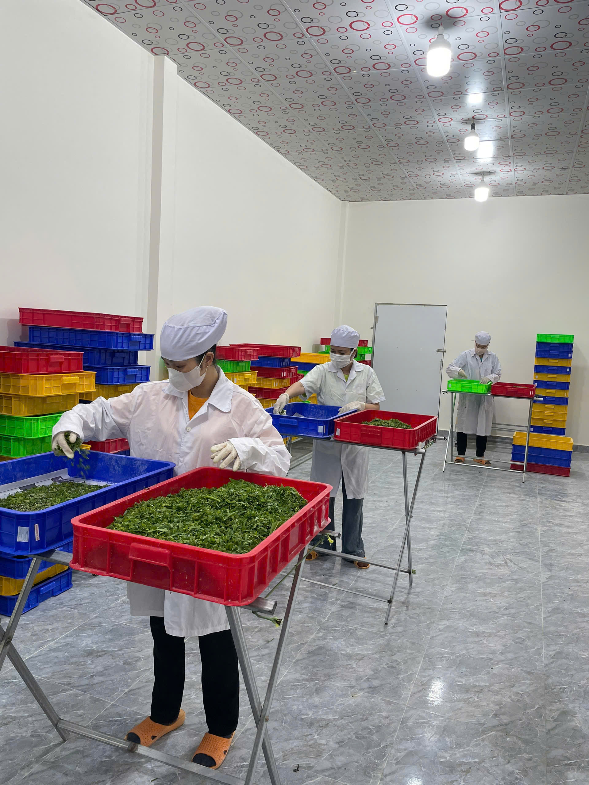 Kraig Labs Exceed Spider Silk Production Yield Targets (1)