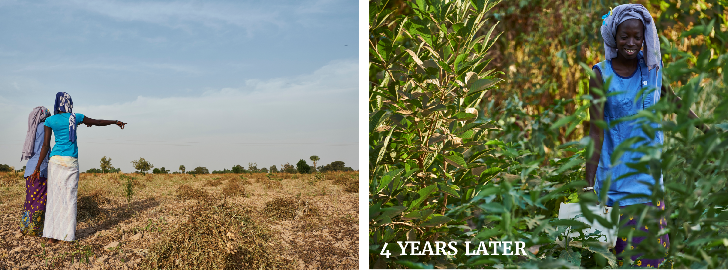 Monocrop agriculture is leaving farmers destitute. Diversification supports livelihoods and the environment. 
In four years, Trees for the Future helps farmers transform their land from unproductive strains on the environment to flourishing sources of income and biodiversity.
