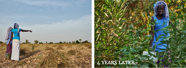 Monocrop agriculture is leaving farmers destitute. Diversification supports livelihoods and the environment. 
In four years, Trees for the Future helps farmers transform their land from unproductive strains on the environment to flourishing sources of income and biodiversity.