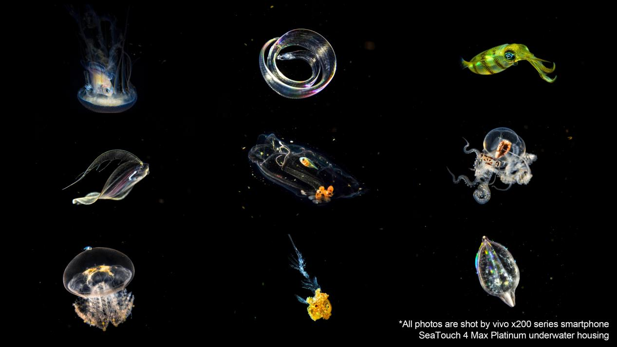 Use Divevolk to capture images of planktonic creatures that migrate from the deep.