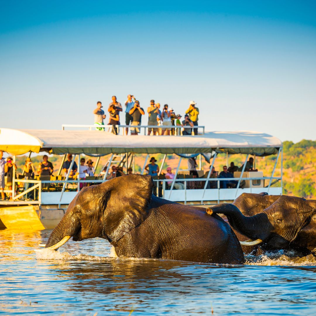 Travelers watch elephants in the wild