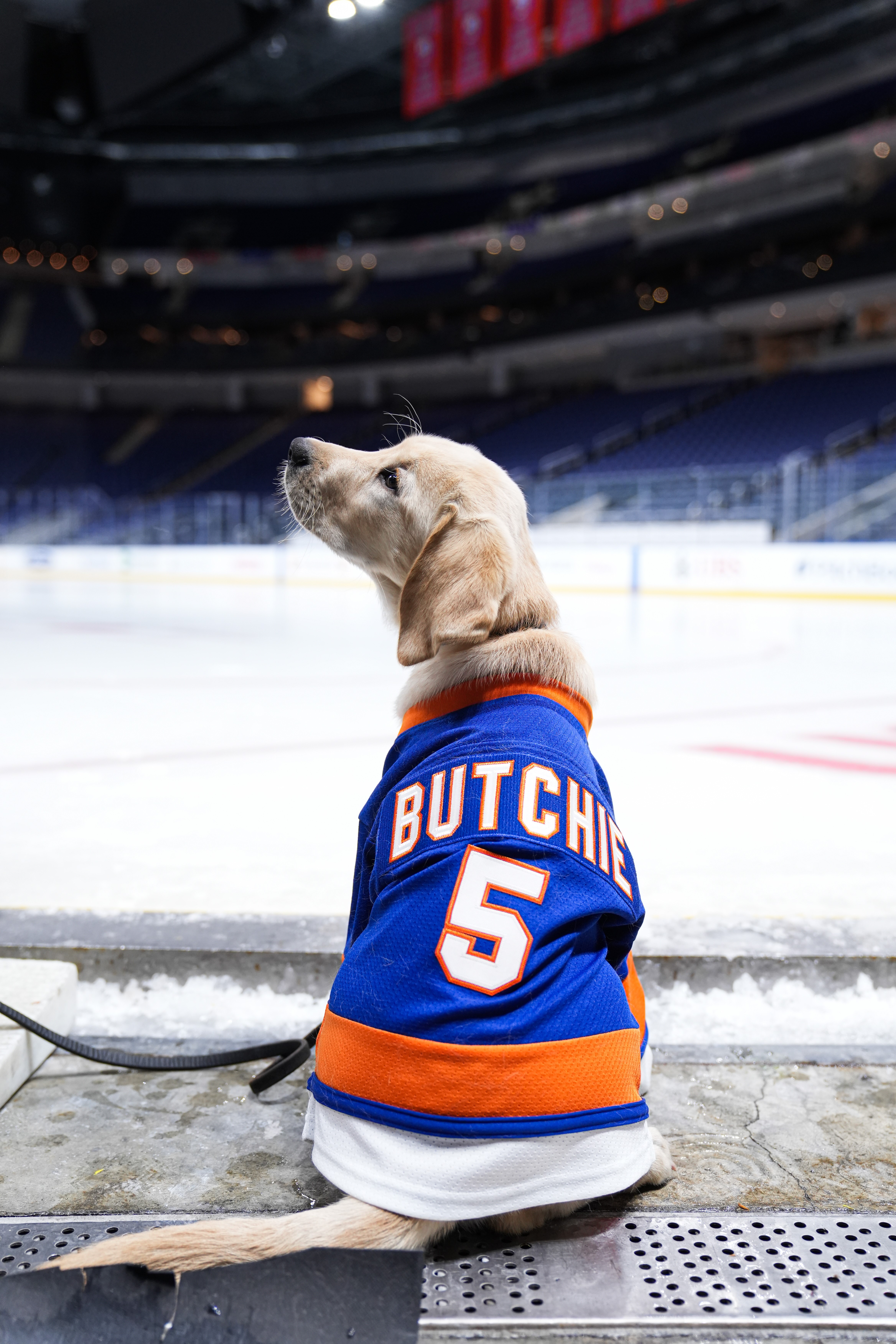 Guide Dog Foundation and NY Islanders Puppy with a Purpose, Butchie 