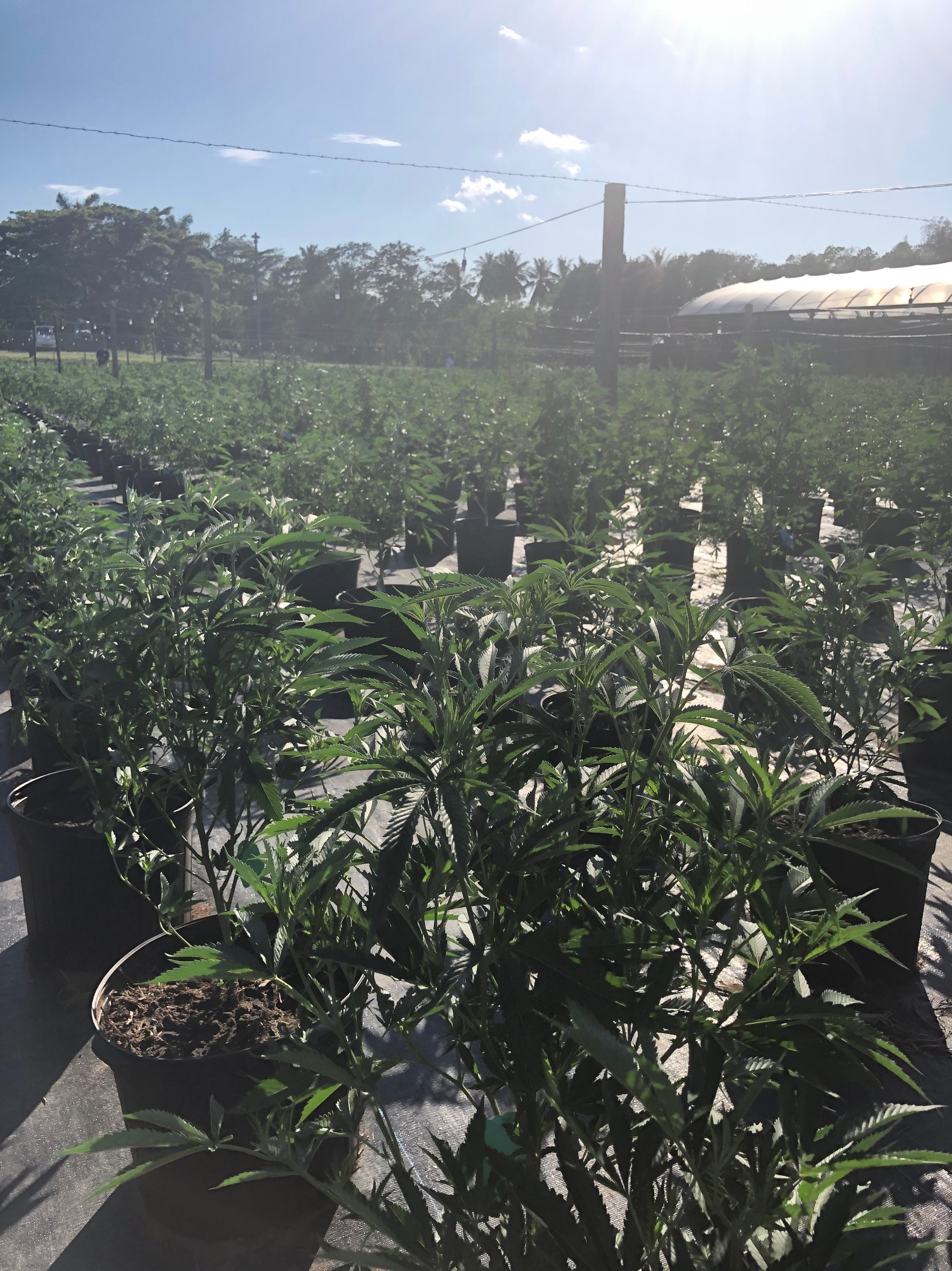 Outdoor growing - Global Canna Labs, Montego Bay - Jamaica.