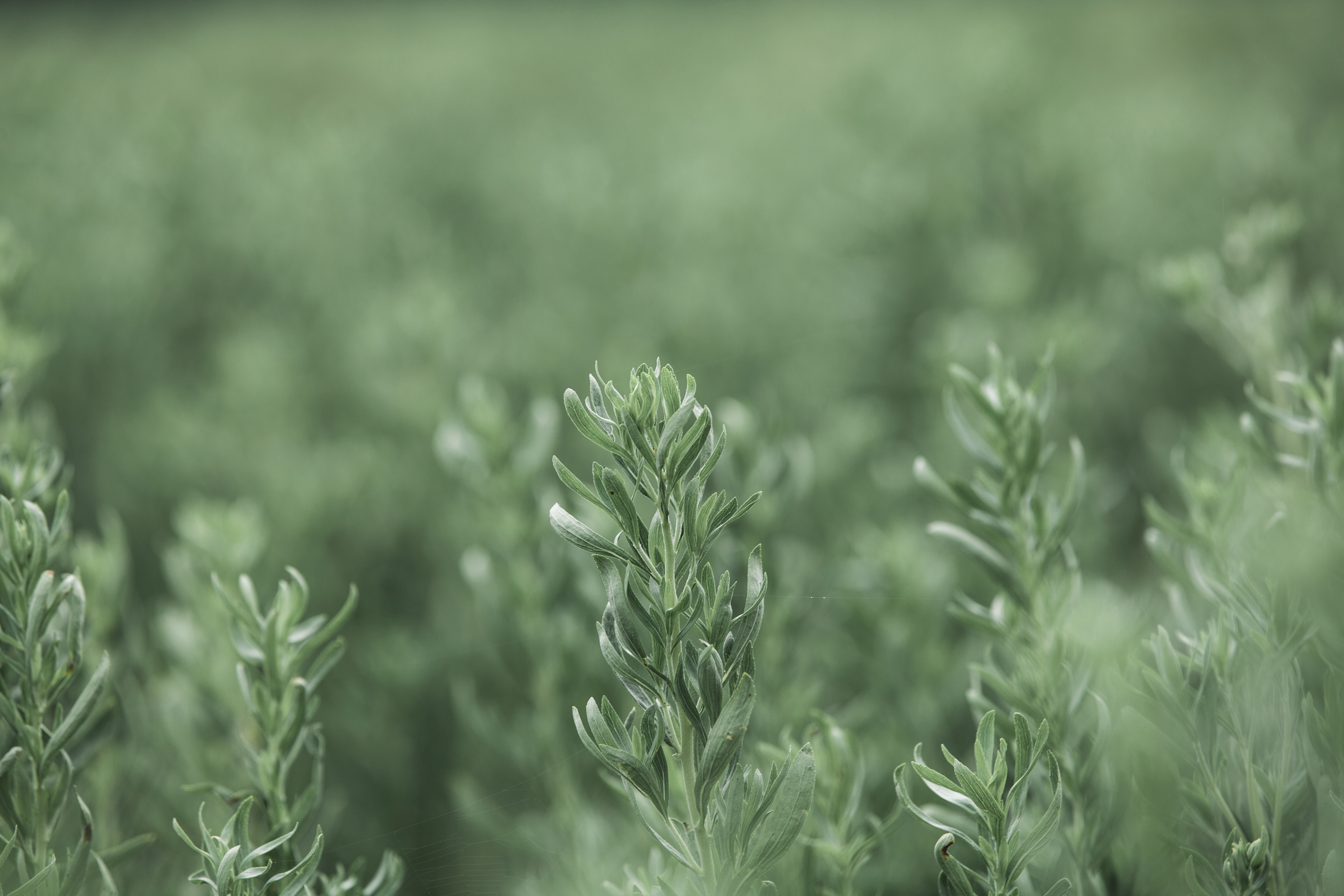 Stevia plants