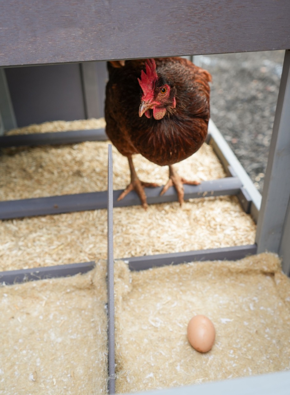 All Walks® Hemp Coop Combo for chickens and other fowl that provides poultry owners and their flocks 70 liters of premium hemp hurd coop-sized bedding, and a six-pack of hemp fiber nesting mats in one convenient combo pack.