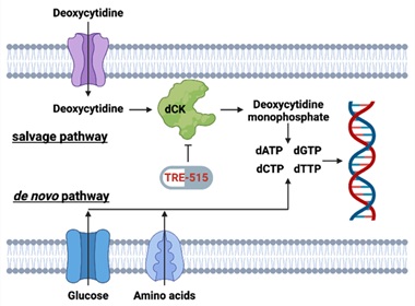Biochemical pathways for the supply of deoxyribonucleoside triphosphate pools. The salvage pathway becomes upregulated during autoimmune diseases and cancer. TRE-515 blocks the enzyme deoxycytidine kinase (dCK) in the deoxyribonucleoside salvage pathway.