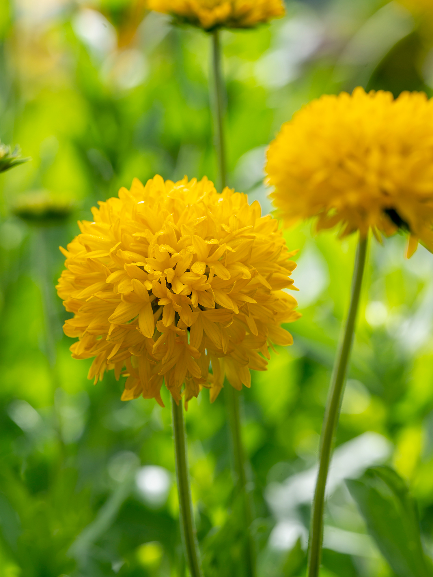 Gaillardia 'Golden Beauty'_Closeup_2