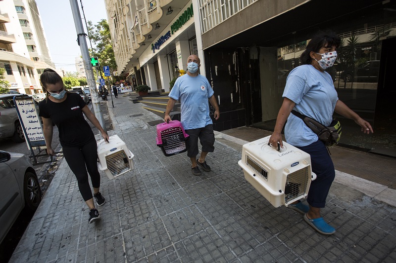 Lebanon, Beirut | Aug. 2020 | Rapid response and emergency help after explosion at the harbour in Beirut. #SupportBeirutAnimals

© FOUR PAWS