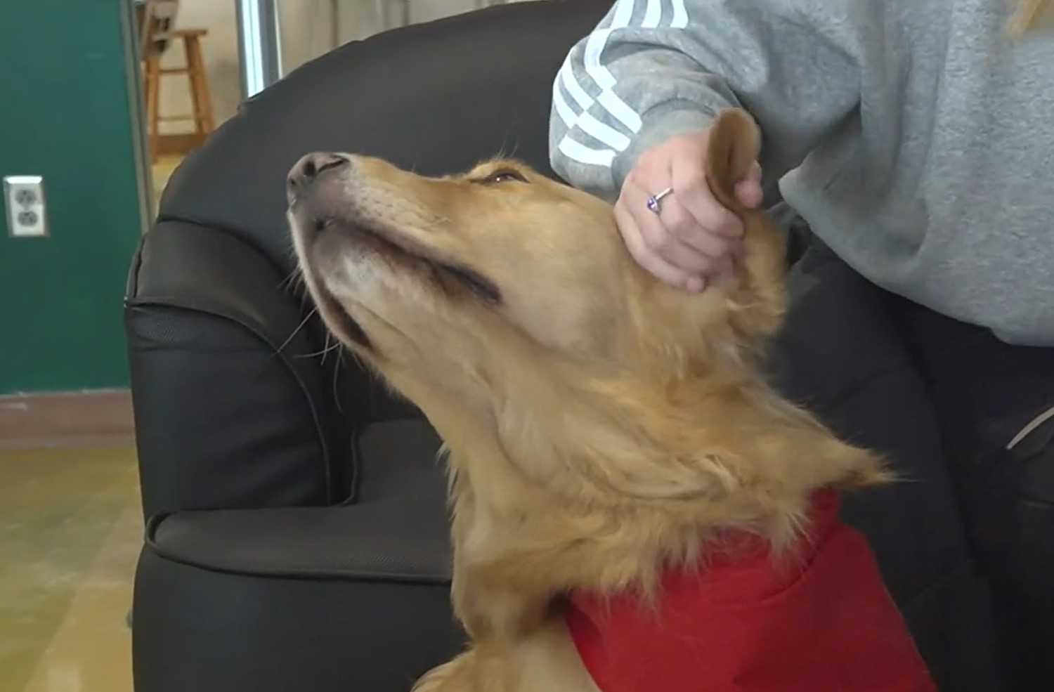 Andie, an Animal Assisted Therapy Dog visited Husson University.