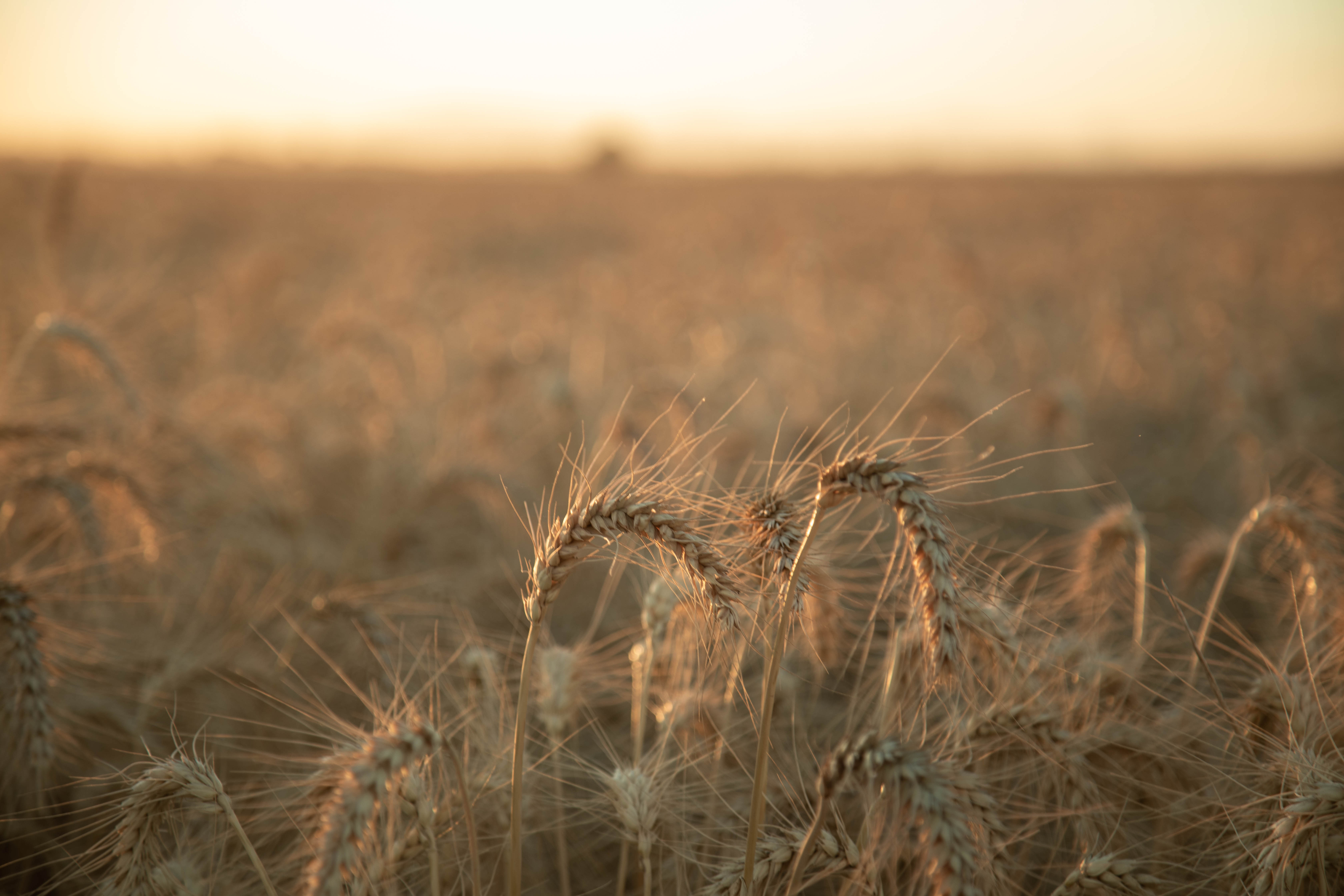 GRUPO BIMBO SURPASSES 500,000 HECTARES UNDER REGENERATIVE AGRICULTURE PRACTICES