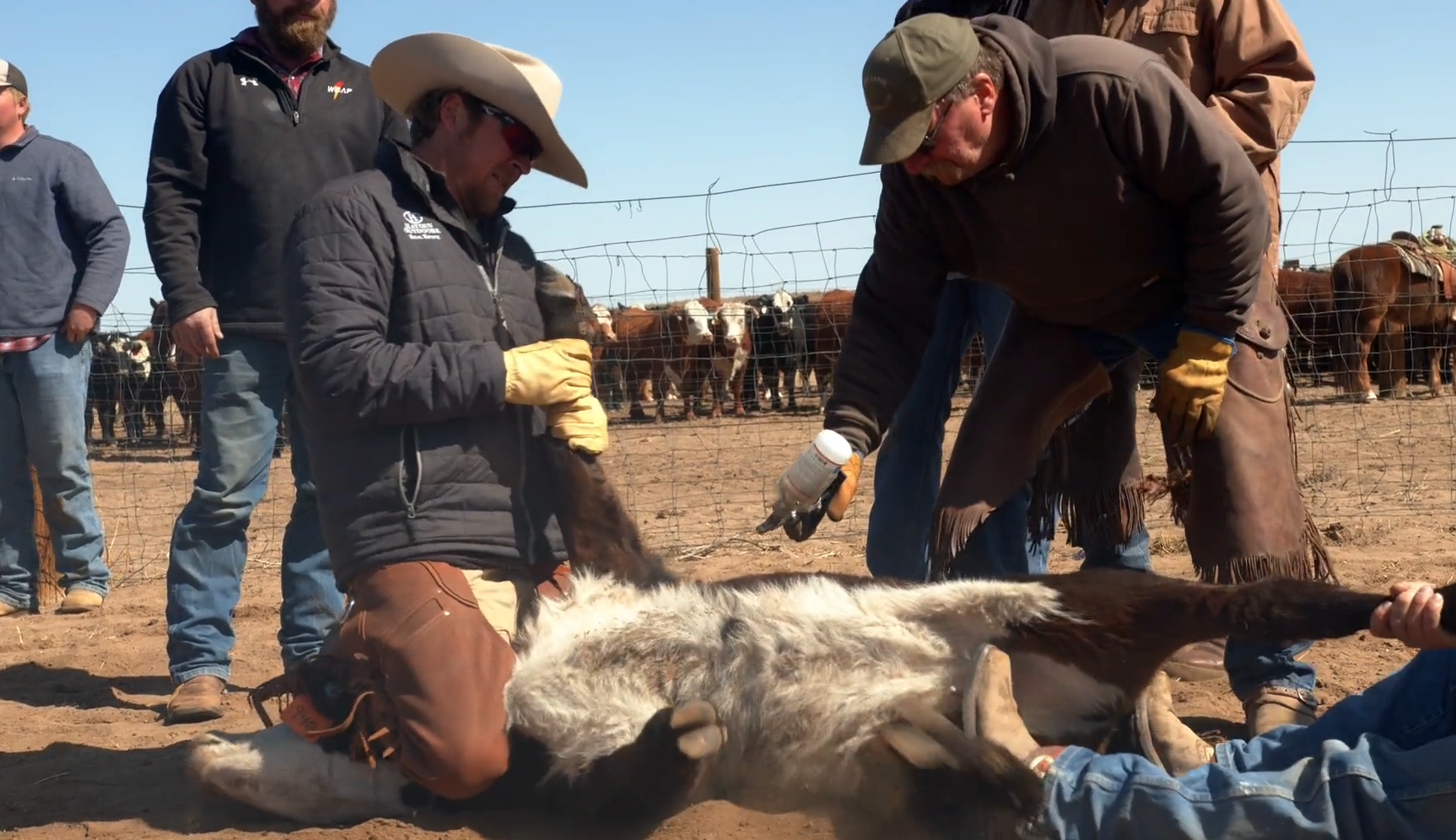 Branding Cattle