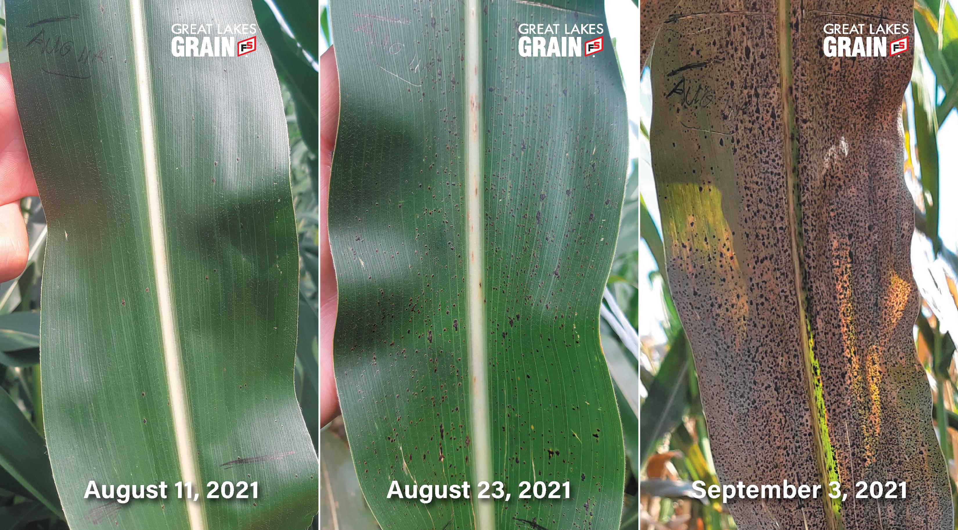 GLG_CropTour2021_TarSpot_Progression_Corn