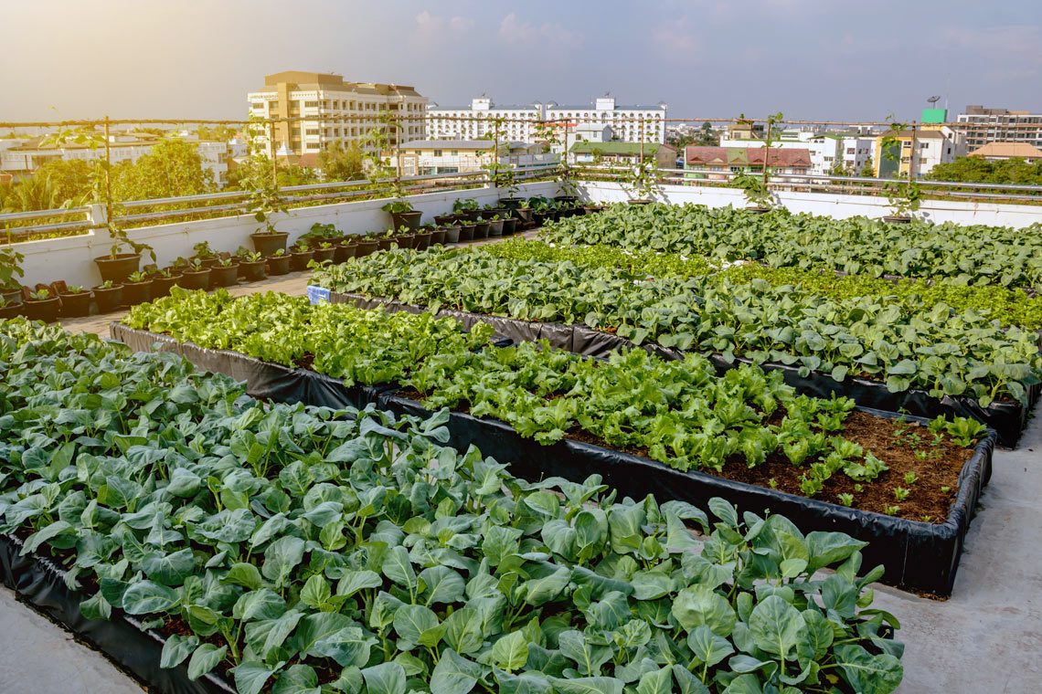 Developing a strong and sustainable business – a challenge for many urban farmers – will be the focus of a new, Seneca-led applied research project.
