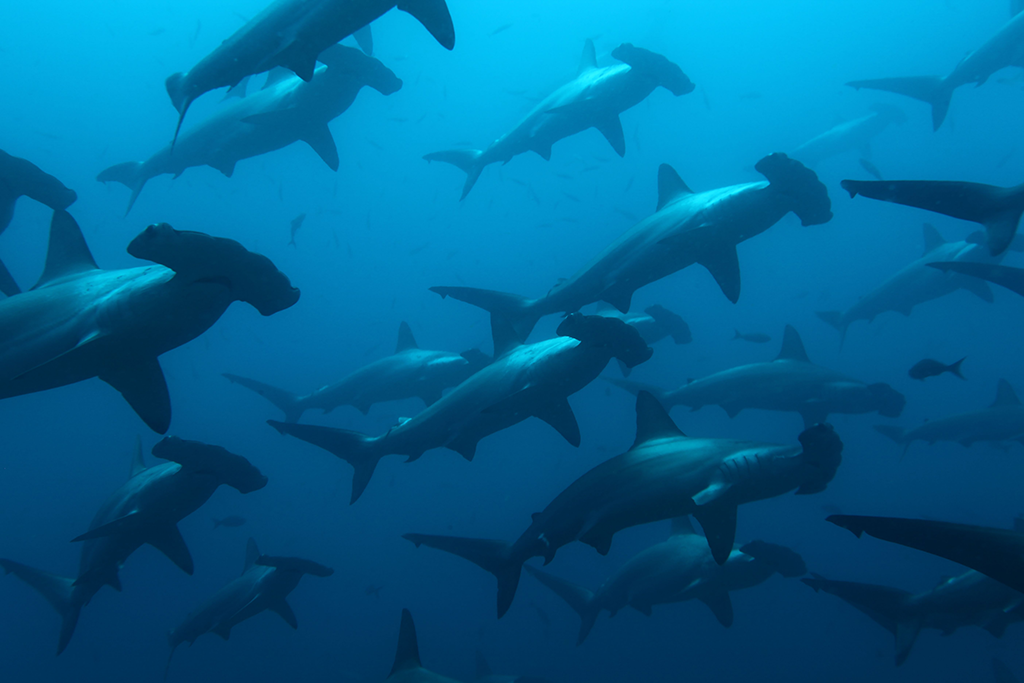 Photo by Nonie Silver | Endangered marine species including scalloped hammerhead sharks become vulnerable to fishing activities when they migrate between the marine reserves of Ecuador's Galapagos Islands and Cocos Island, off the coast of Costa Rica. Protecting this route, known as the Cocos-Galapagos Swimway, would allow endangered species to migrate safely and connect two nation’s marine protected areas.