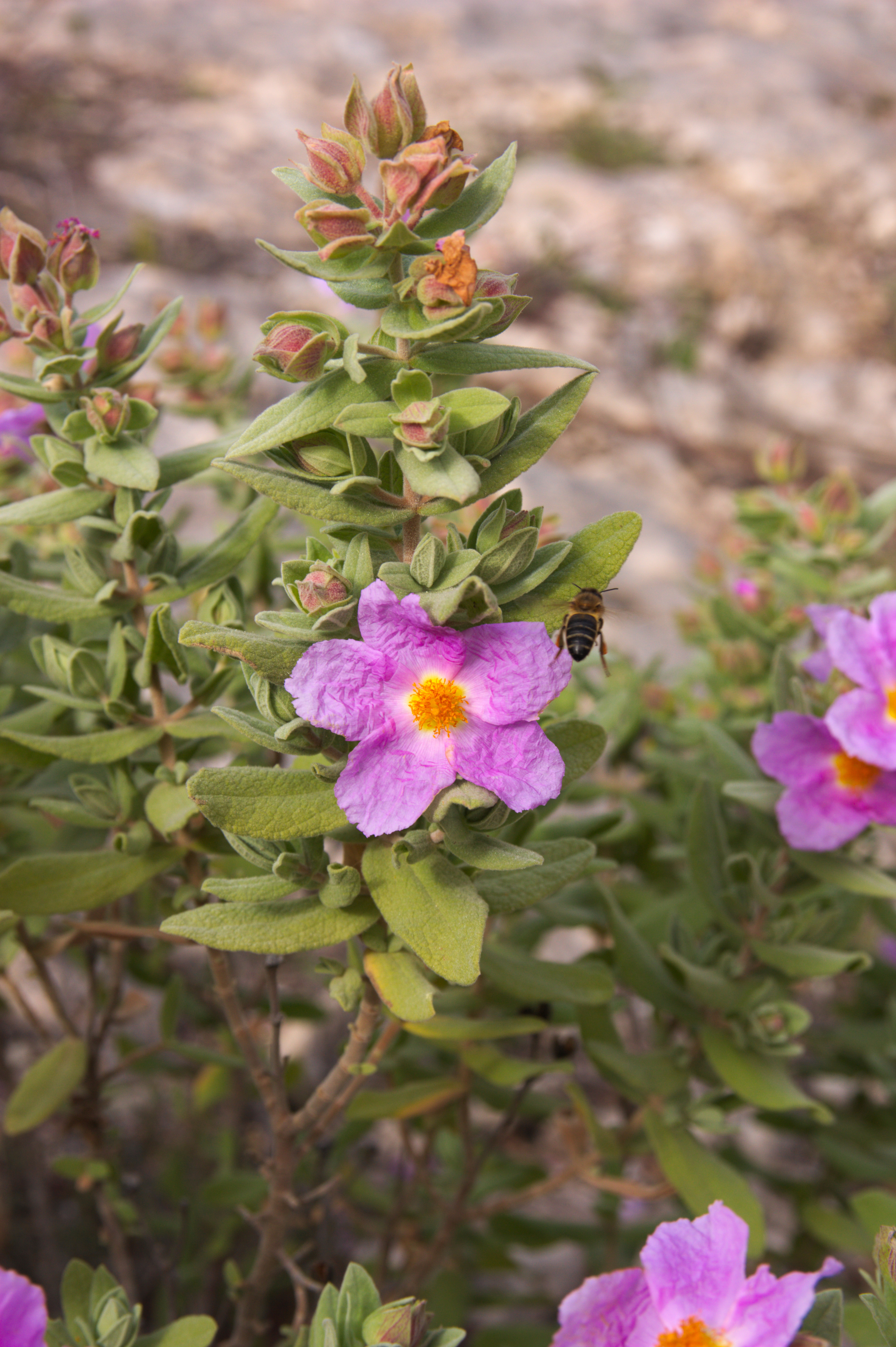 Immune Therapy Cistus+ Infusion is formulated with the Mediterranean super-herb, Cistus incanus. Also known as Pink Rockrose, it contains a rare combination of immune-supporting compounds with at least 32 known polyphenols. The people of the Mediterranean region have been drinking Cistus as a tea for thousands of years.
