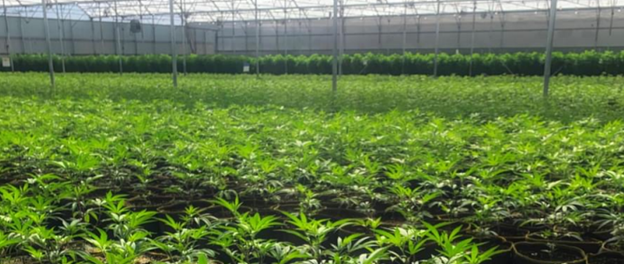 EnWave Signs Contracts with Australian Cannabis Company for a Royalty-Bearing License and REV™ Machine Sale