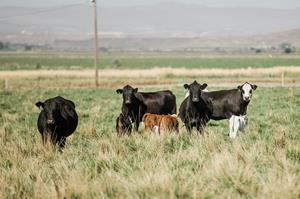 Precision livestock company, Vytelle, expands bovine in vitro fertilization laboratory network.