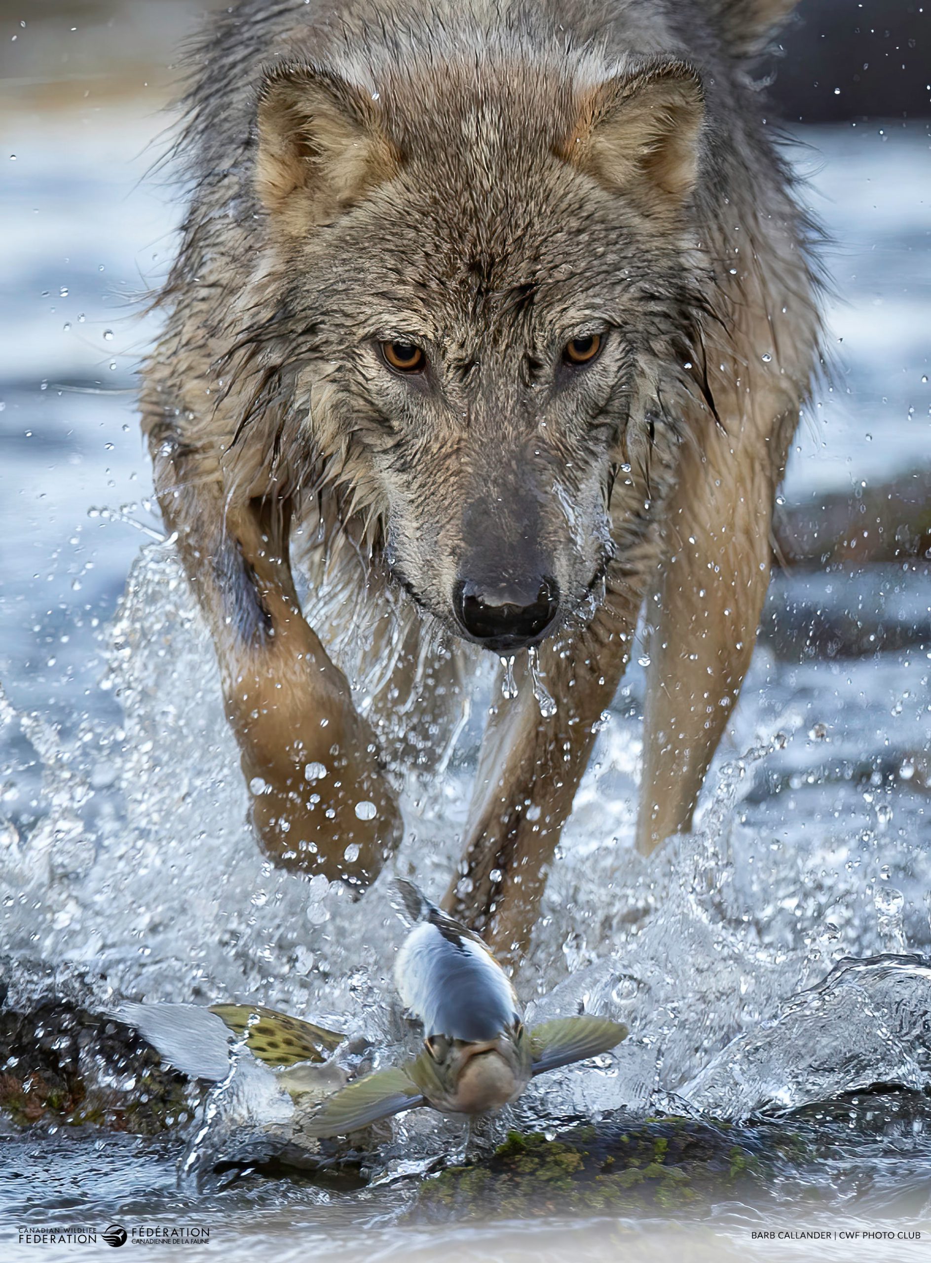 In Hot Pursuit by Barb Callander of Kawartha Lakes, Ont. CWF's Reflections of Nature Photo Contest highlights the best of Canada's landscapes, wildlife and flora.