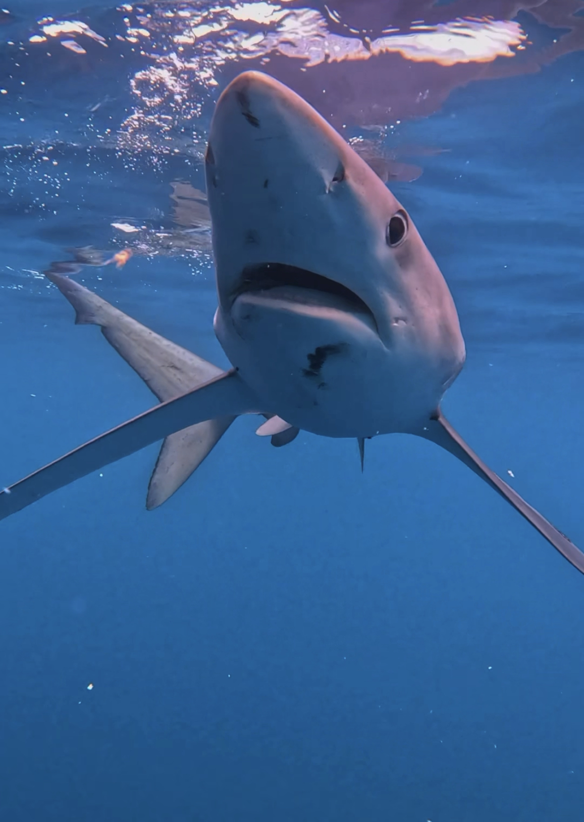 OCEARCH Blue Shark Spotted During Expedition Save the Med in 2024