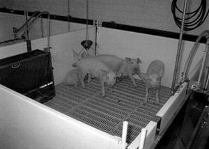 Photo of piglets in a concrete and metal grated pen rom page 1494