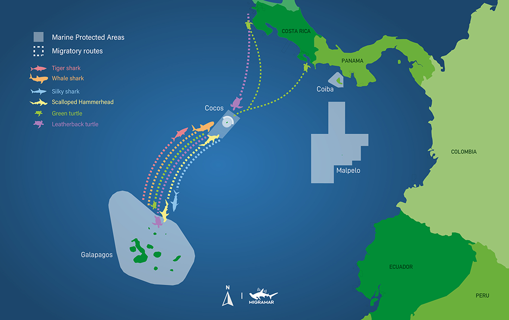 Map by MigraMar | The Cocos-Galapagos Swimway is an underwater "superhighway" that stretches roughly 700 kilometers (430 miles) between the marine reserves of Ecuador's Galapagos Islands and Cocos Island, off the coast of Costa Rica. Research completed by an international group of marine scientists known as MigraMar indicates endangered marine species including green sea turtles, leatherback sea turtles, and scalloped hammerhead sharks become vulnerable to fishing activities when they migrate along the Swimway.