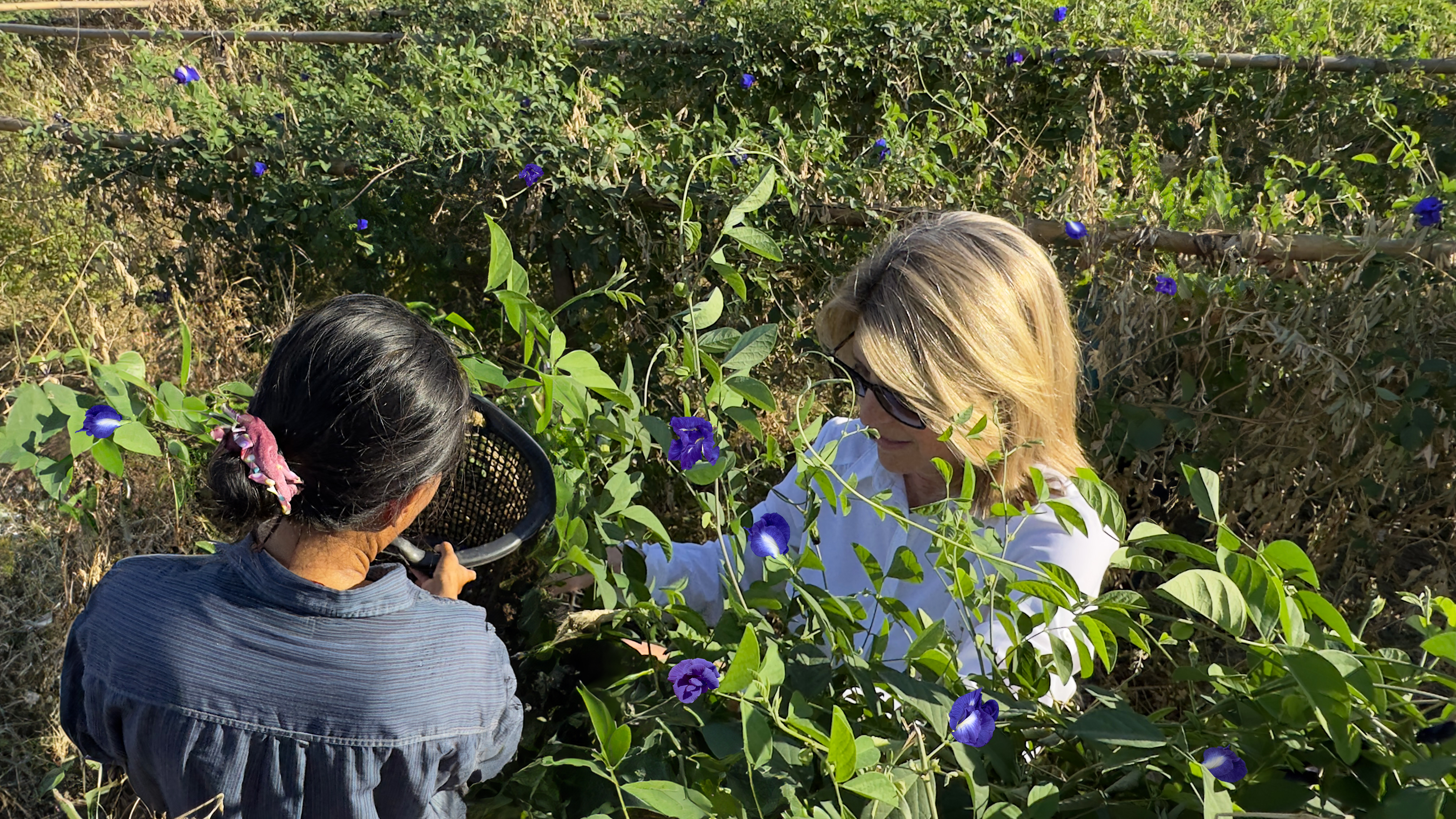 Cindi Bigelow, President and CEO of Bigelow Tea, Visits a Women-Owned Butterfly Pea Flower Farm in Thailand