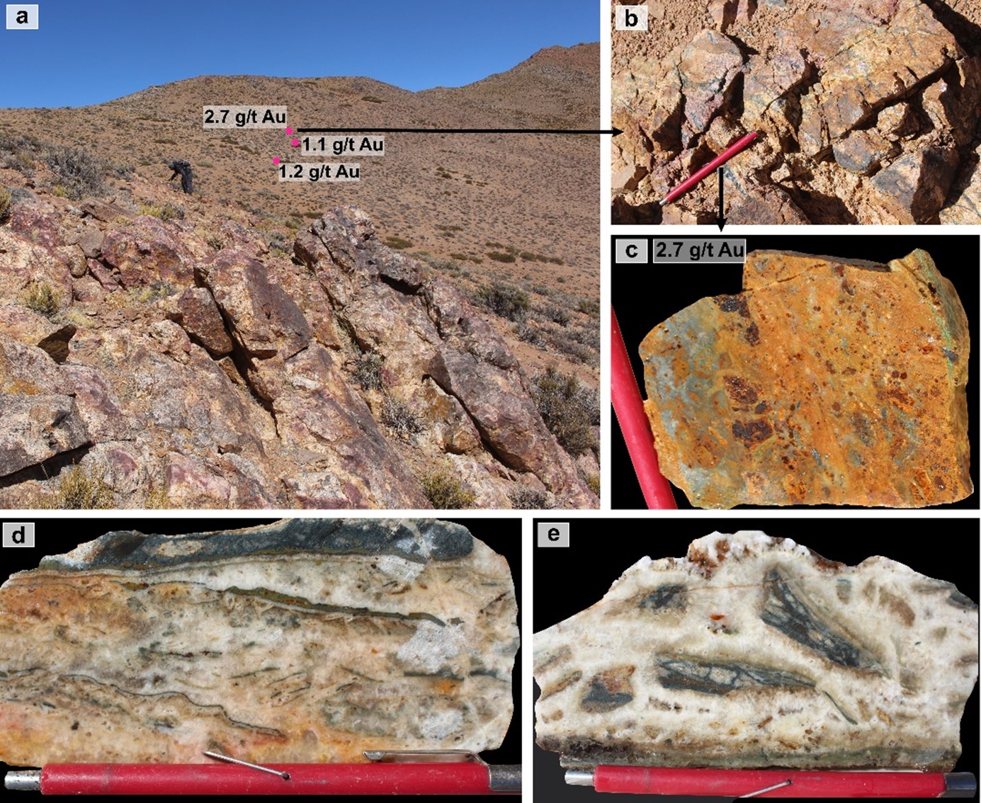 Machete epithermal vein zone. The veins and gold mineralization are hosted in strongly sericite-altered granodiorite (a), with quartz veinlets (b) and portions brecciated with green/grey silica and iron oxides and jarosite. Float in the area includes samples of finely banded silica and iron oxide (d) and breccia with matrix of crystalline quartz (comb texture) with fragments of finally banded silica and iron oxides after sulphides (e), both textures typical of epithermal veins.