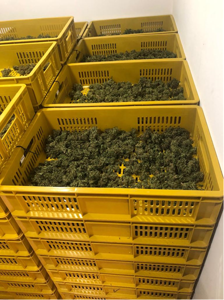 100 kg harvested cannabis