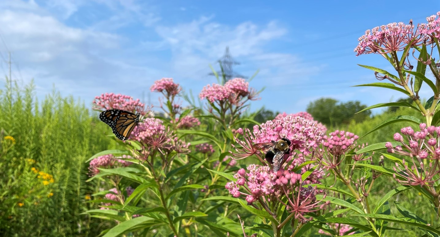 Pollinators at work