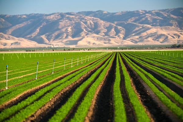 Carrot field irrigation