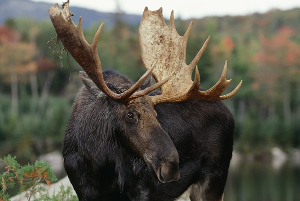 Moose