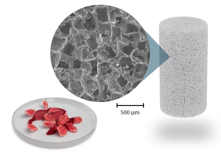 Protein Binding Bioactive Scaffold	