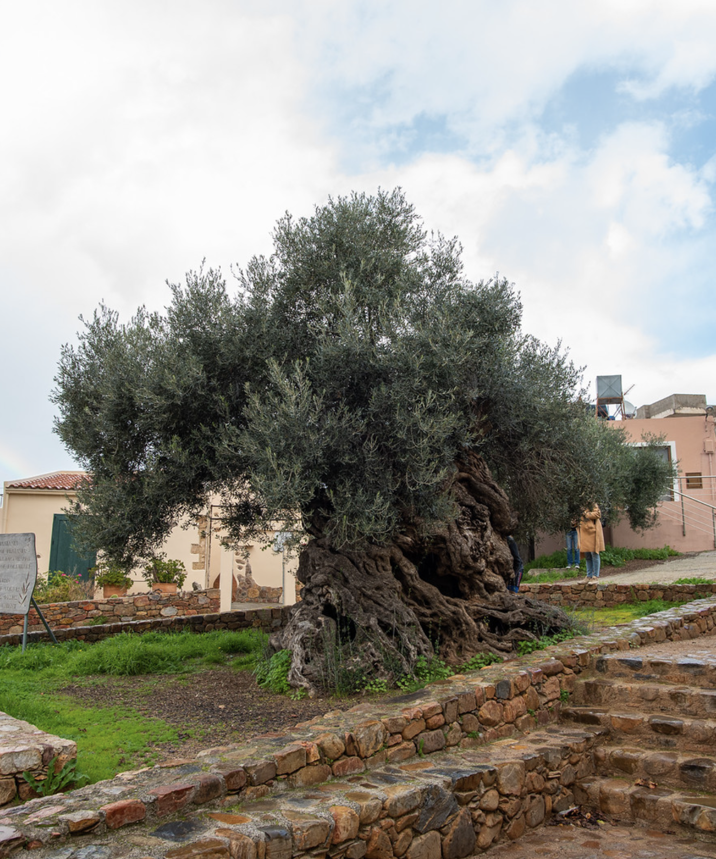 The World's Oldest Olive Tree in Crete, Greece.