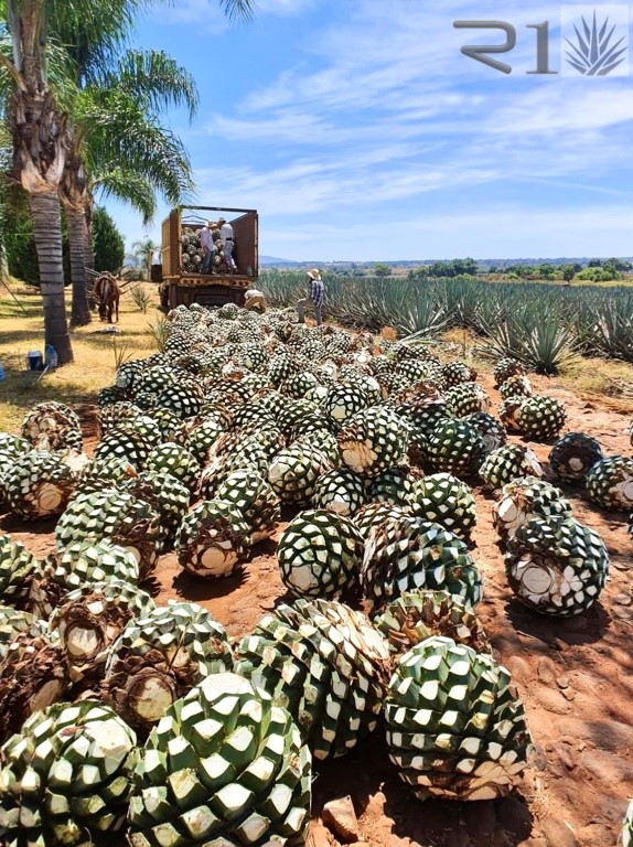 ARMERO TEQUILA 100% AGAVE