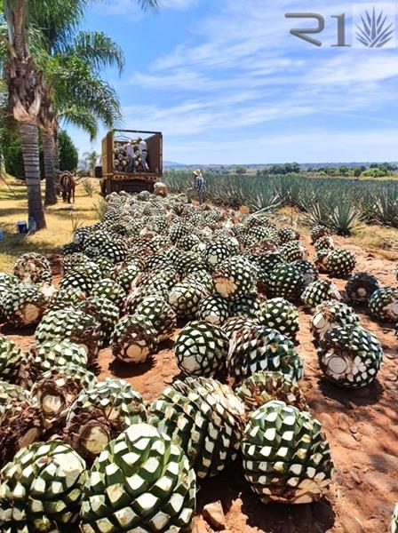 ARMERO TEQUILA 100% AGAVE