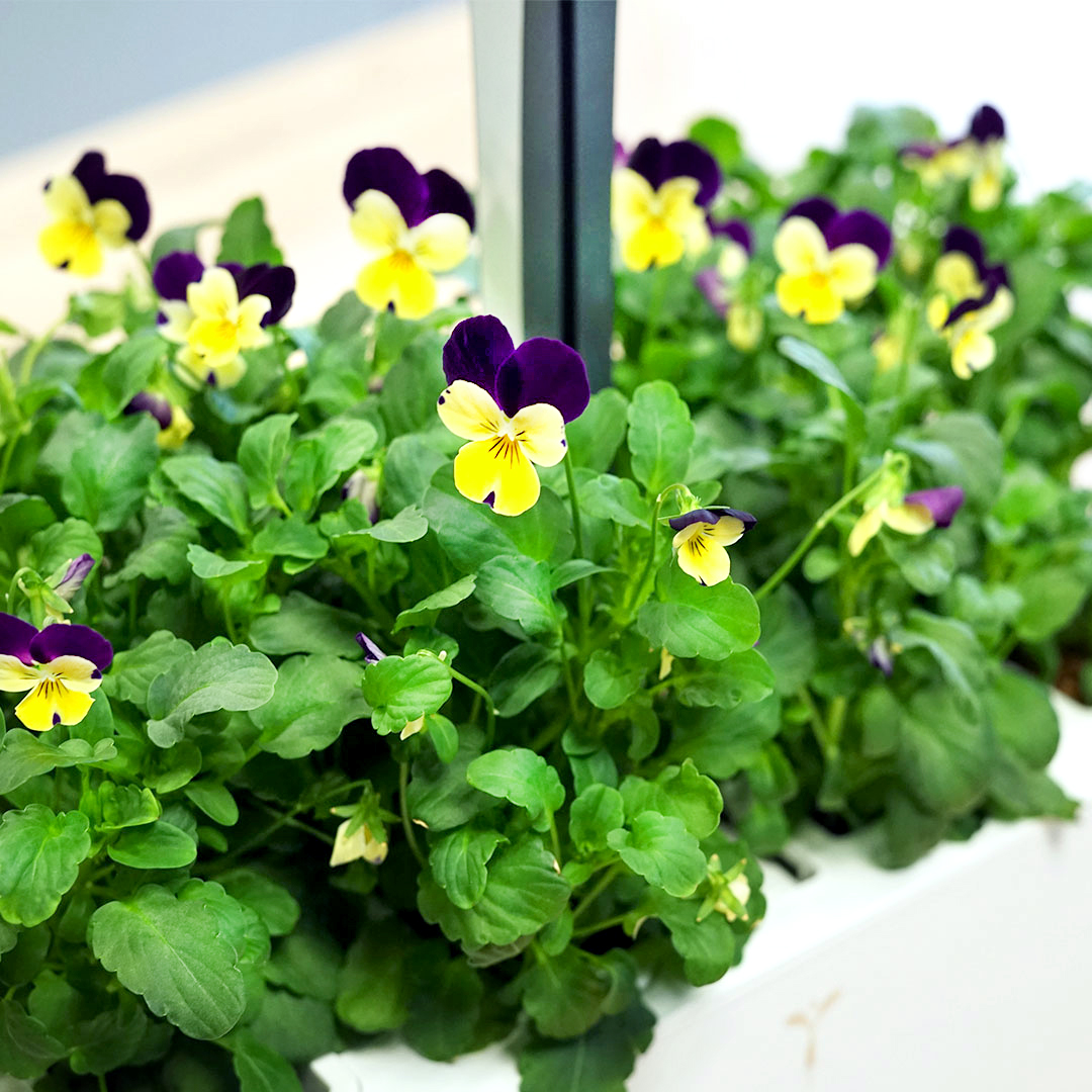 A lush garden of pansies ready to harvest in the Véritable® Classic Indoor Garden. Véritable Lingots® are 100% compostable and biodegradable, with no GMOs or pesticides.
