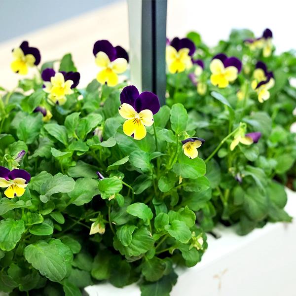 A lush garden of pansies ready to harvest in the Véritable® Classic Indoor Garden. Véritable Lingots® are 100% compostable and biodegradable, with no GMOs or pesticides.
