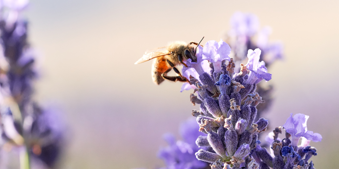 2024 Earth Day - Young Living