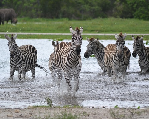 Guests craving some outdoor adventure can safely stroll through serene sculpture gardens, wonder at majestic wildlife and blaze miles of pristine nature trails in The Palm Beaches, Florida’s Cultural Capital®. Photo courtesy of Lion Country Safari.