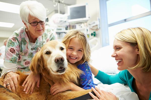 Concordia's comfort dog, Sage, works with students in a variety of health care settings. 