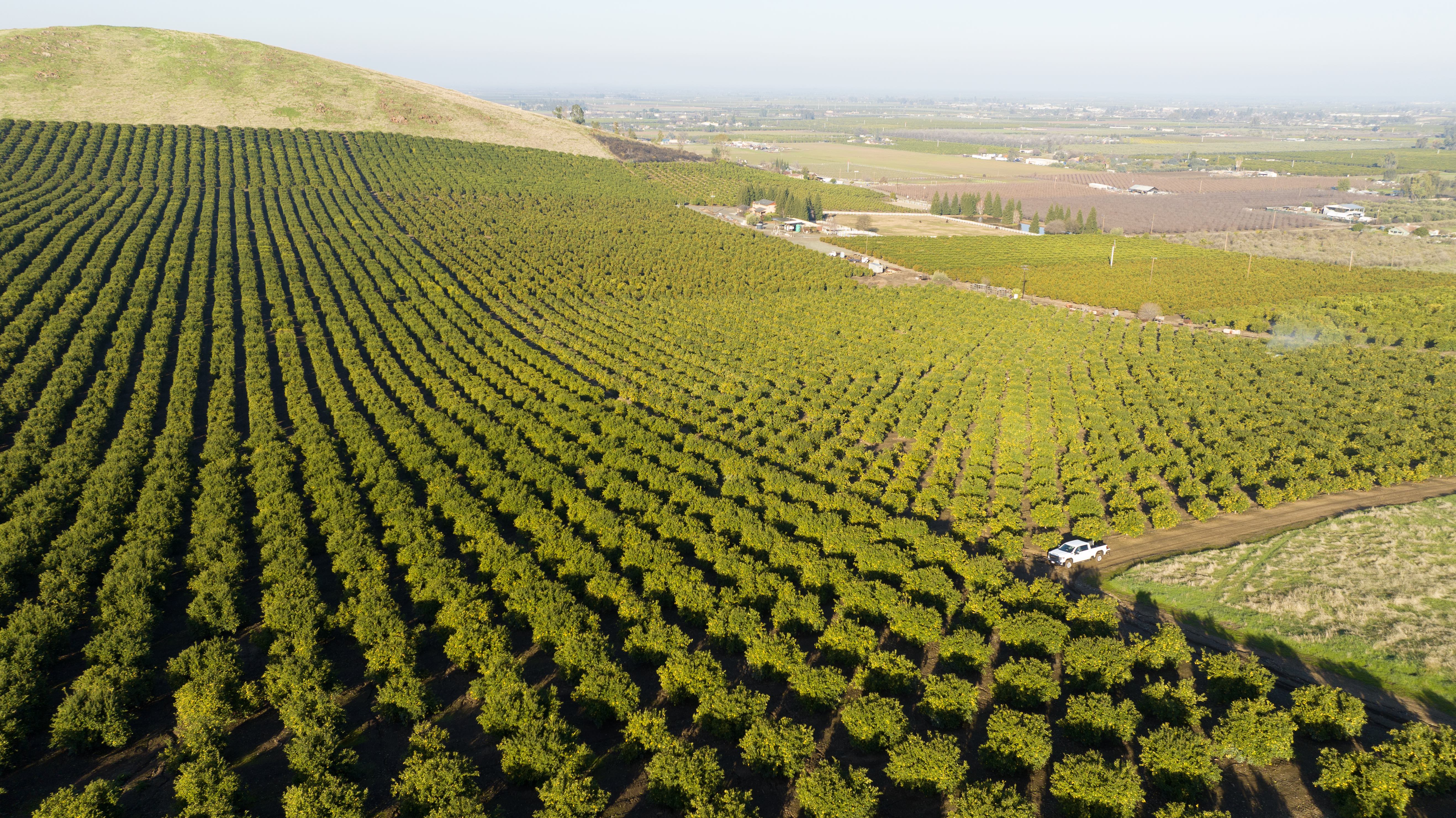 California Citrus Farm