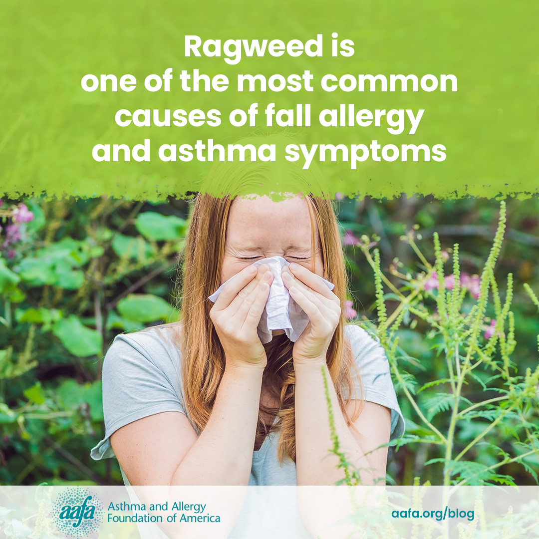 Weed pollen season begins in late summer, with ragweed being one of the most common causes of fall seasonal allergy symptoms
