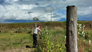 Grassroots effort plants trees