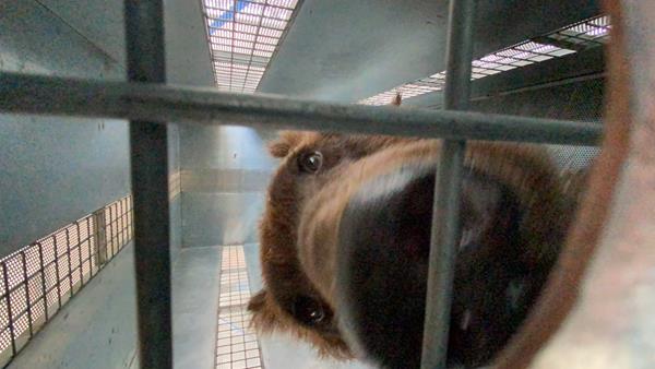 One of the Beirut Bears peeks out from his travel crate while being transported to a US sanctuary. copyright: FOUR PAWS