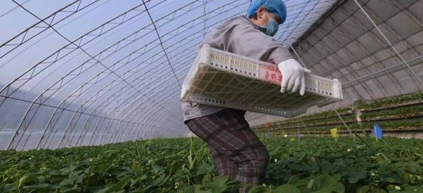 Farmer tending to her crops in a greenhouse