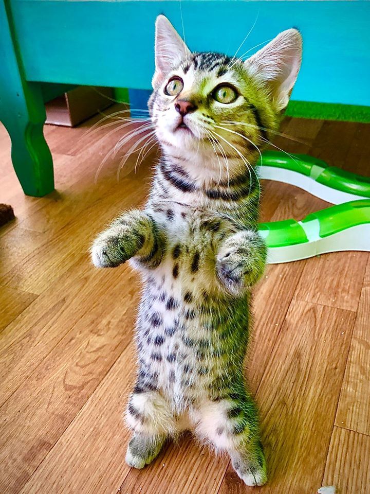 GreaterGood.org and Royal Canin announce the winners of the inaugural “Flaunt Your Feline” national contest including two grand prize winners. One is an energetic foster kitten with a defined cheetah print on her belly, named Clawdia Jean, who won a $5,000 grant for The Cat House on the Kings in Parlier, Calif. 