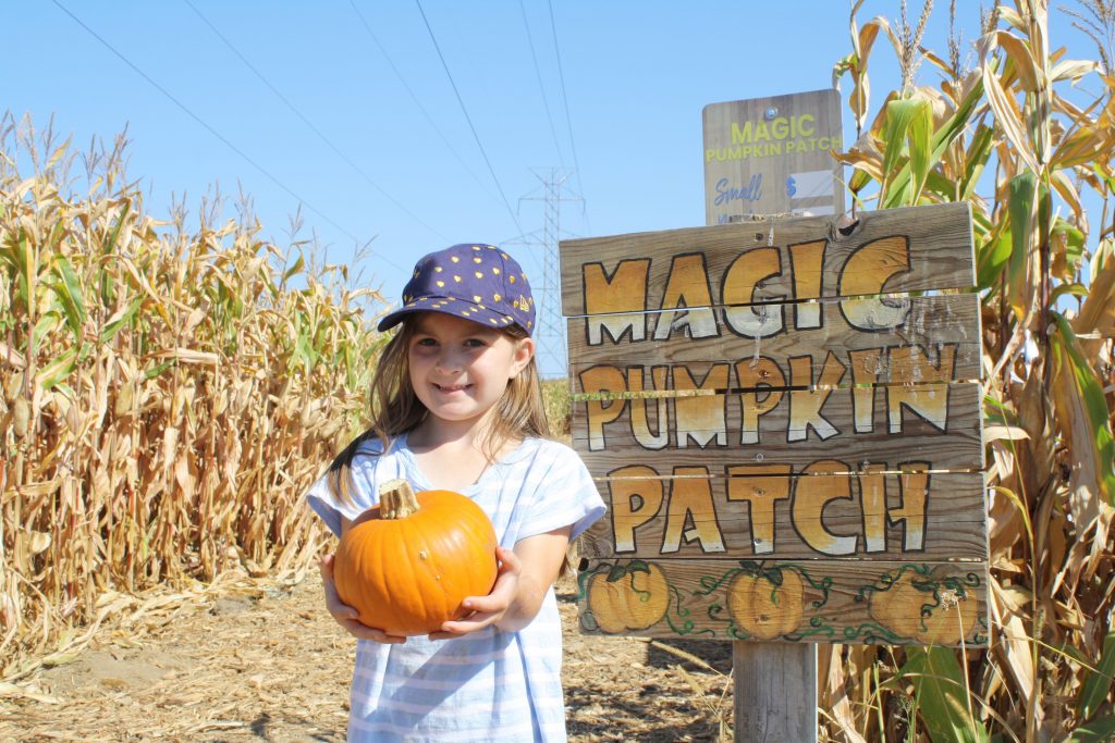 Jellystone Magic Pumpkin