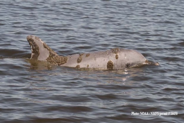 Dolphin Skin Lesions from Freshwater Exposure