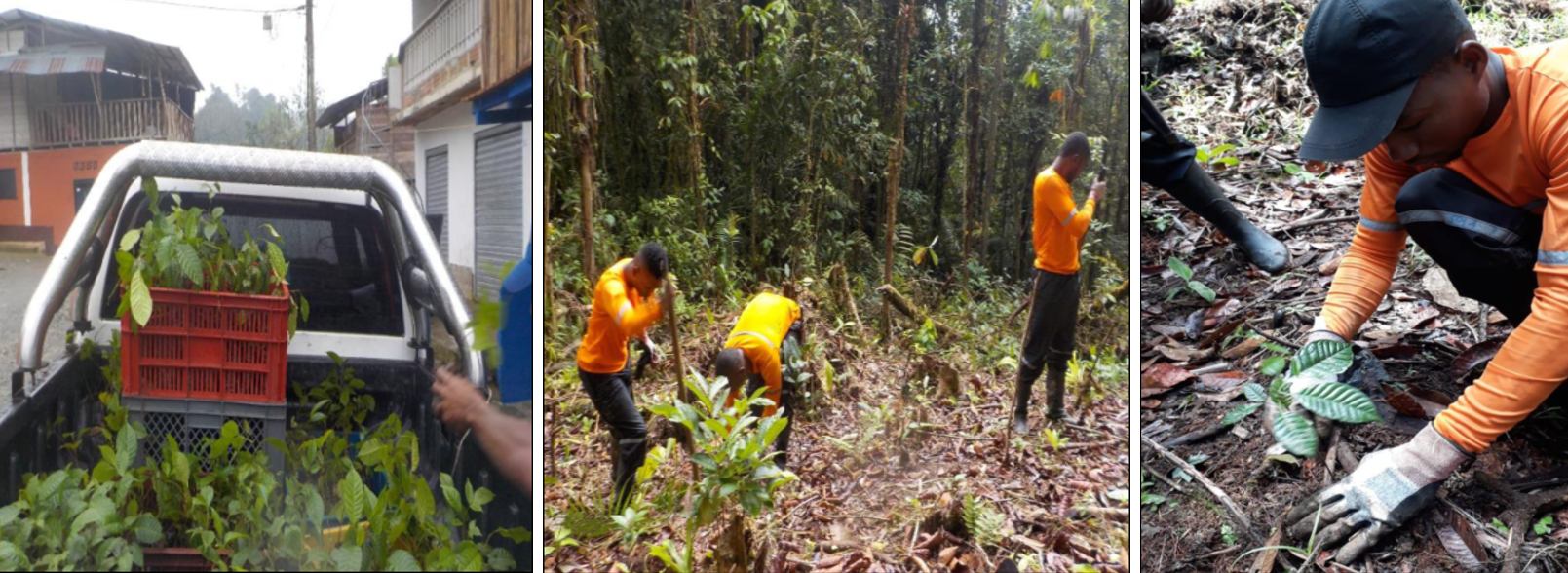 Seedlings purchased in San Francisco de Icho community utilised in ongoing Cobrasco rehabilitation programmes.